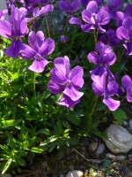 Viola crassiuscula --
